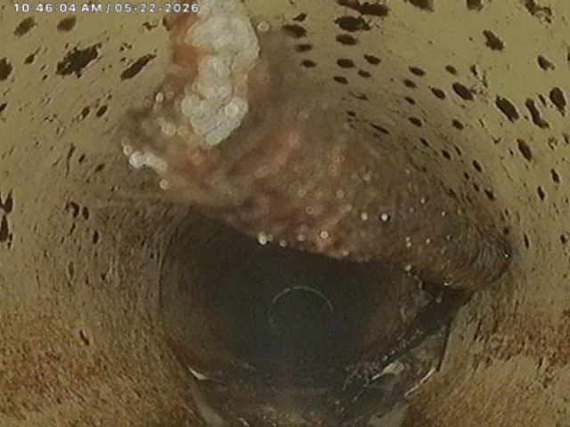 Drain Cleaning by Carolina Pipe Pros
